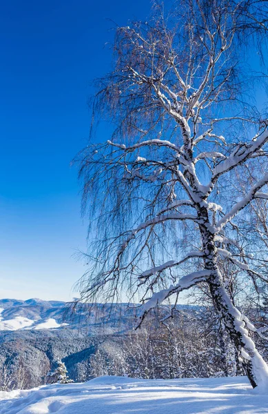 Uitzicht vanaf de berg van de Tserkovka naar de Altaj in de winter. — Stockfoto
