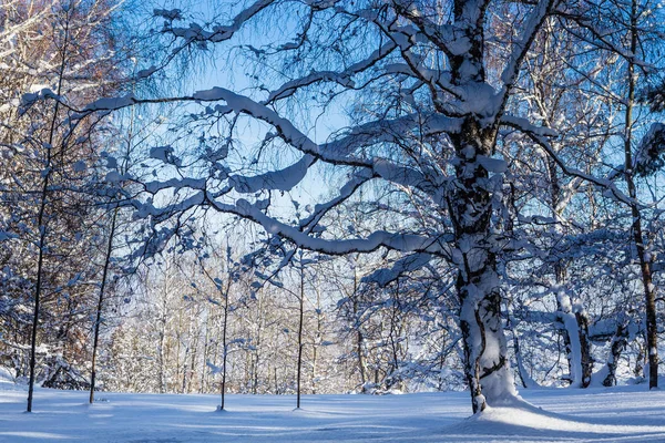 Zima Las. Mount Tserkovka. Ośrodek Belokurikha, Ałtaj, Russi — Zdjęcie stockowe
