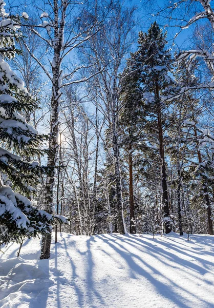 Foresta invernale. Monte Tserkovka. Resort Belokurikha, Altai, Russi — Foto Stock