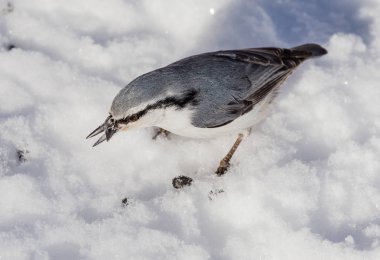 Tohumlar üzerinde kışın karda besleme sıvacı kuşu