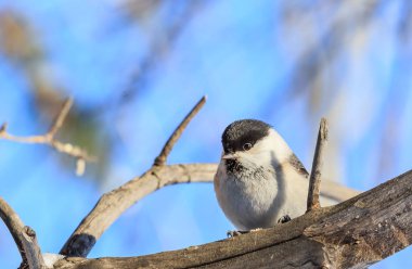 Baştankara ayaz ağaca tünemiş. Resort Belokurikha. Altay, Rusya Federasyonu