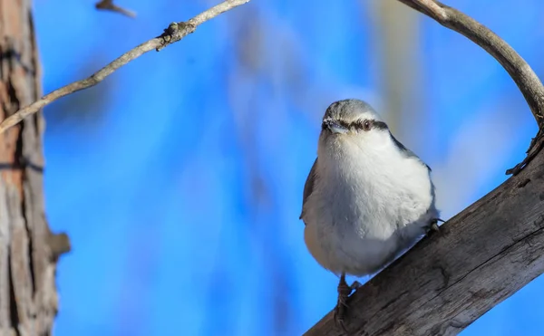 Tit  perched on a frosty tree. Resort Belokurikha. Altai, Russia — Stock fotografie