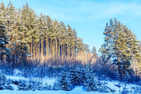 Zimowy las. Ośrodek Belokurikha, Altai, Rosja — Zdjęcie stockowe