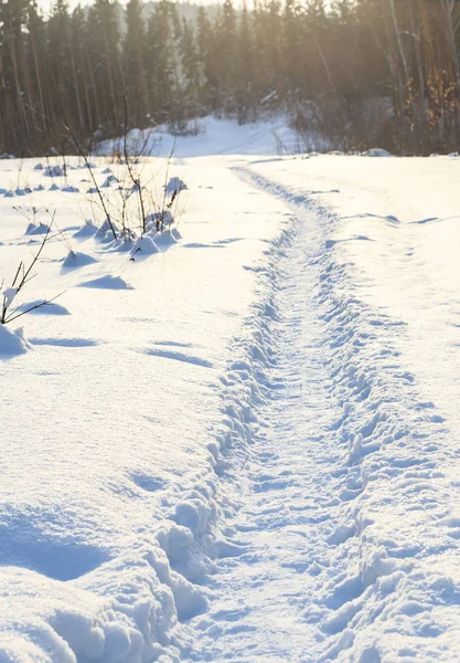Cesta v zimním lese směrem k "Století borovice". Belokurikha Resort, Altaj, Rusko — Stock fotografie