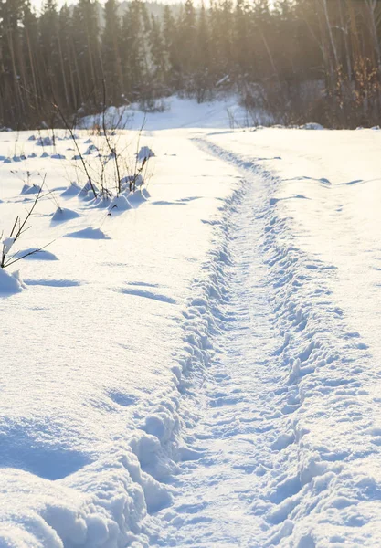 Der Weg im Winterwald in Richtung "Jahrhundertkiefer". resort belokurikha, altai, russland — Stockfoto