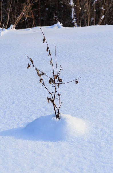 Äste Büsche mit Schnee bedeckt — Stockfoto