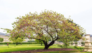 Çiçek açması Cercis Siliquastrum (Yahuda ağacı). Tuileries Bahçesi. Paris. Fransa.
