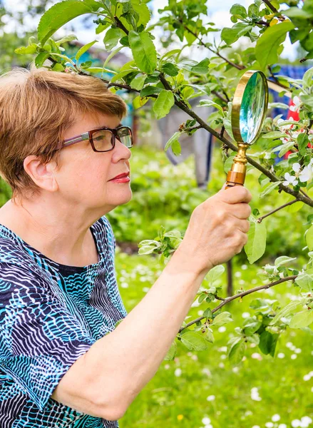 Vrouw onderzoekt een tak van een appelboom op zoek naar ongedierte — Stockfoto