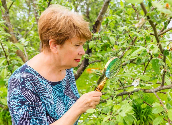 Γυναίκα εξετάζει ένα κλαδί από ένα δέντρο μηλιάς σε αναζήτηση παρασίτων — Φωτογραφία Αρχείου