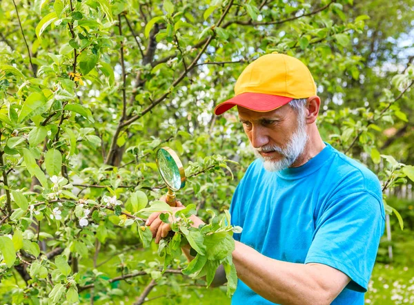 男の害虫検索でリンゴの木の枝を調べます — ストック写真