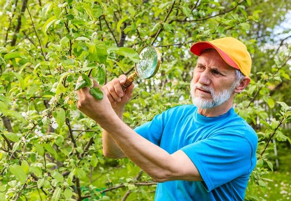 L'uomo esamina un ramo di un melo alla ricerca di parassiti — Foto Stock