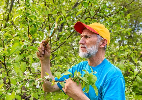 Чоловік розглядає гілку яблуні в пошуках шкідників — стокове фото