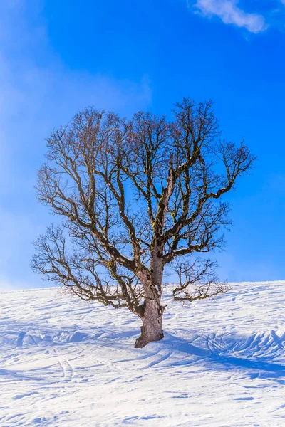 Zimowej scenerii miejscowości Söll, Tyrol, Austria — Zdjęcie stockowe
