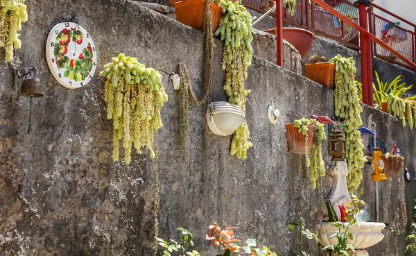 Sedum Pachyphyllum Piante Grasse Giardino Italia — Foto Stock