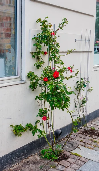 街上的玫瑰花丛。 丹麦哥本哈根 — 图库照片