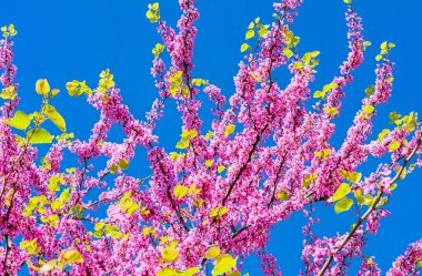 Baharda yehuda ağacı çiçeği ve mavi gökyüzü. Çiçekli arkaplan kavramı