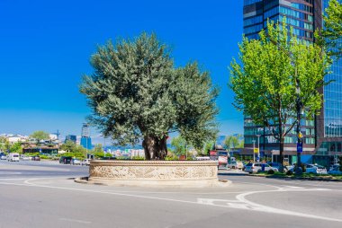 Katolikler tarafından Filistin 'den getirilen 2000 yıllık zeytin ağacı. Rustaveli Bulvarı. Tiflis, Gürcistan