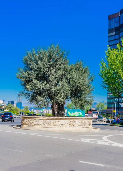 2000 Year Old Olive Tree Brought Palestine Catholicos Rustaveli Avenu — Stock Photo, Image
