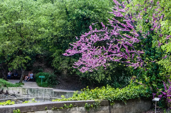 格鲁吉亚第比利斯植物园美丽风景的风景景观 — 图库照片