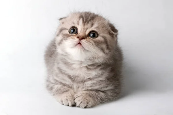İskoç kedi yavrusu