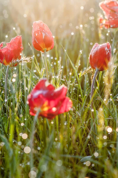 Wild tulip in the field — Stock Photo, Image
