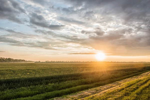 Grüne Weizenfelder bei Sonnenuntergang — Stockfoto