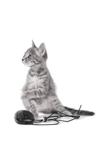 Gatinho pequeno bonito brinca com o mouse do computador — Fotografia de Stock