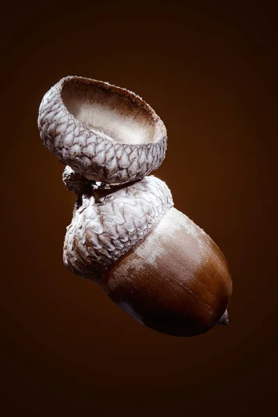 Acorn van eik — Stockfoto