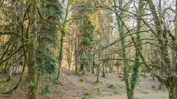 Trees in the forest, mountain Abkhazia — Stock Video