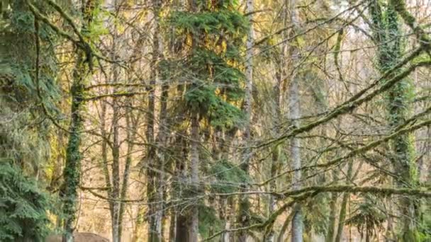 Árboles en el bosque, montaña Abjasia — Vídeo de stock