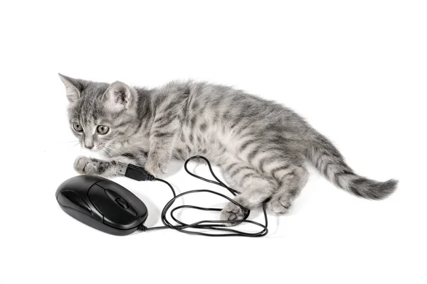 Gatinho pequeno bonito brinca com o mouse do computador — Fotografia de Stock