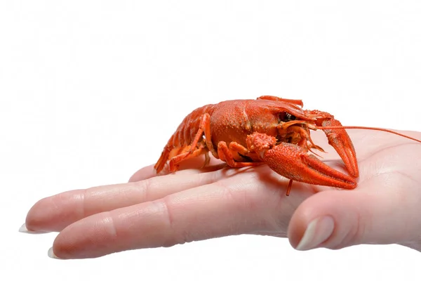 Delicious boiled cancer in hand — Stock Photo, Image