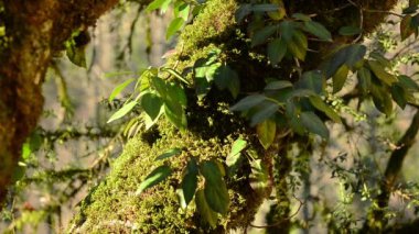 Ormandaki dağ Abhazya