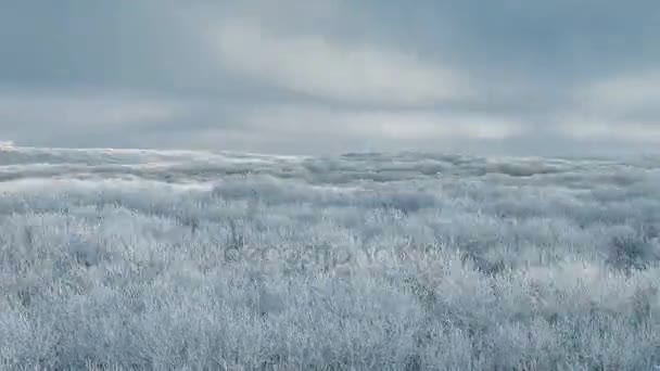 Wunderschöner Winterwald aus der Vogelperspektive — Stockvideo