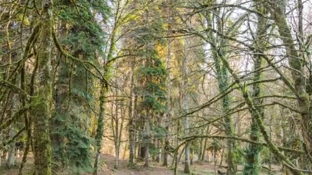 Trees in the forest, mountain Abkhazia — Stock Video