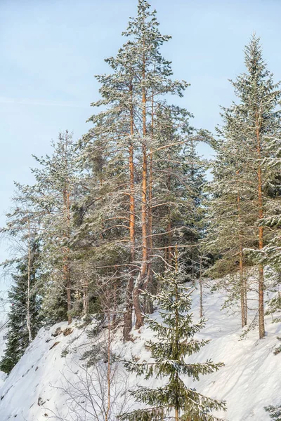 Paisaje del bosque de invierno con nieve en clima frío Karelia — Foto de Stock
