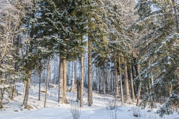 Winter-Waldlandschaft mit Schnee bei kaltem Wetter Karelien — Stockfoto