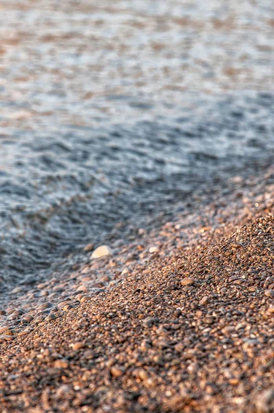 Fondo naturale - conchiglie marine — Foto Stock