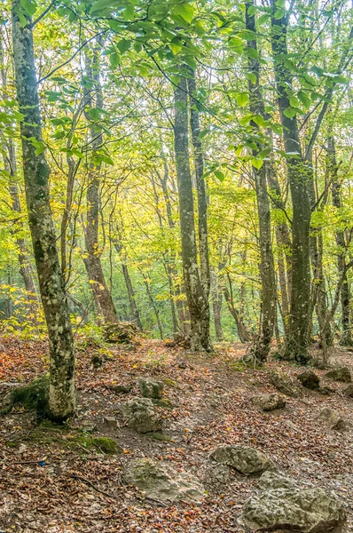 Beautiful Forest Crimean Mountains — Stock Photo, Image