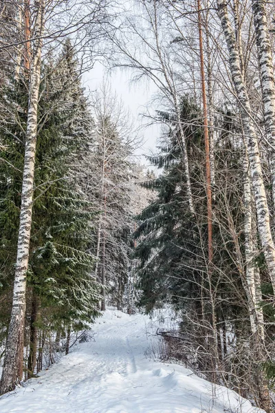 Winter-Waldlandschaft mit Schnee bei kaltem Wetter Karelien — Stockfoto