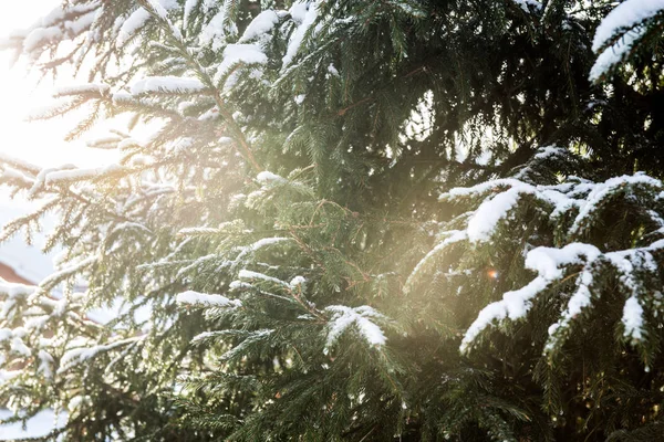 Winter forest landscape with snow in cold weather Karelia — Stock Photo, Image