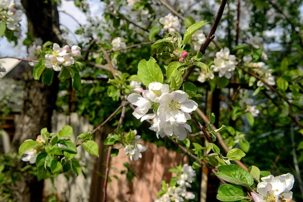 Lente bloeiende bomen — Stockfoto