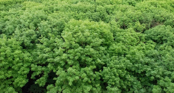 Solnedgång från höjderna ovanför skogen. Stavropol. Ryssland — Stockfoto