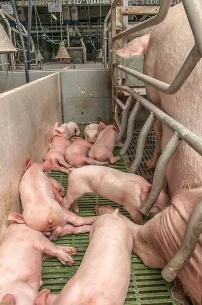 Cerdo bebé en una pocilga — Foto de Stock