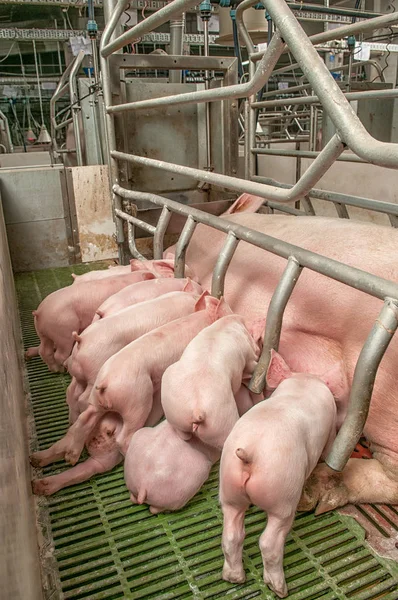 Cerdo bebé en una pocilga —  Fotos de Stock