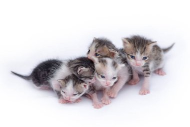 Beyaz arka plan üzerinde oynayan sevimli yavru kedi