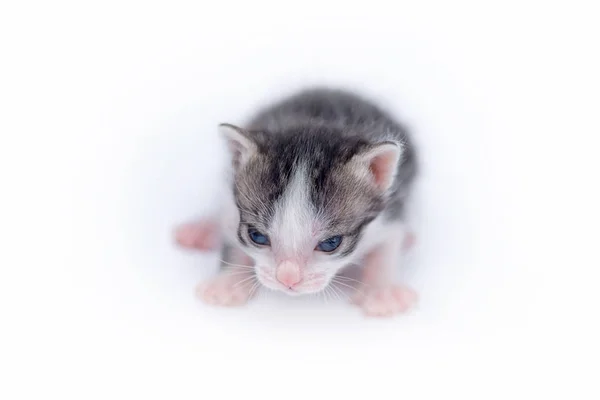 Cute little kitten isolated on white. — Stock Photo, Image