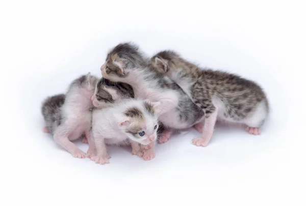 Lindos gatitos jugando sobre fondo blanco — Foto de Stock