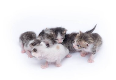 Beyaz arka plan üzerinde oynayan sevimli yavru kedi