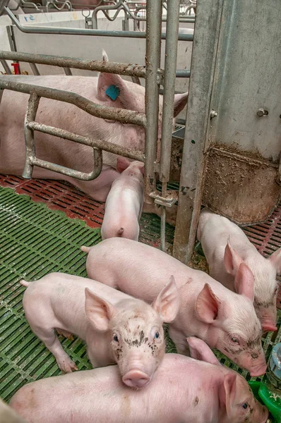 Baby varken in een varkensstal — Stockfoto